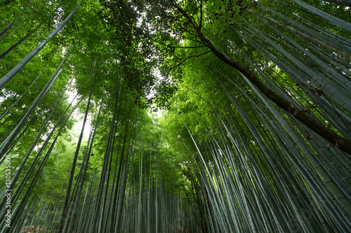 Bamboo forest in Japan