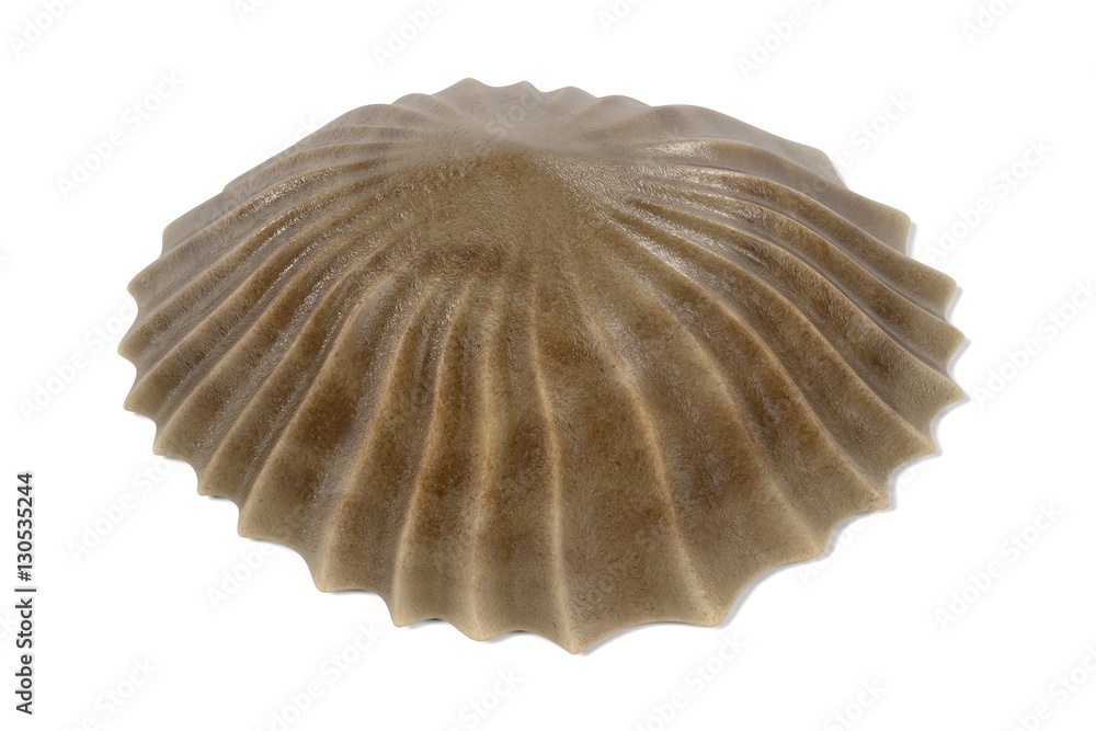 realistic 3d render of Patella Vulgata (Common European Limpet) realistic 3d render of Patella Vulgata (Common European Limpet)