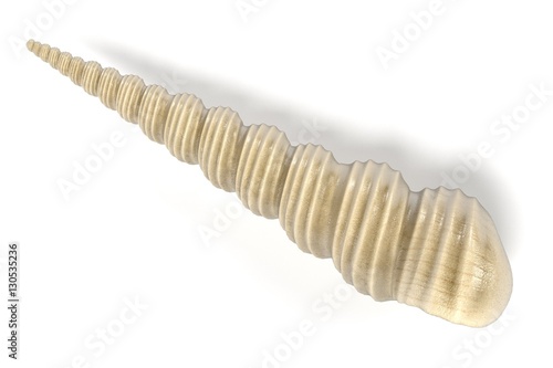 realistic 3d render of Turritella Terebra (Boring Turret Snail)