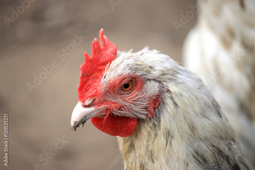 Poule blanche