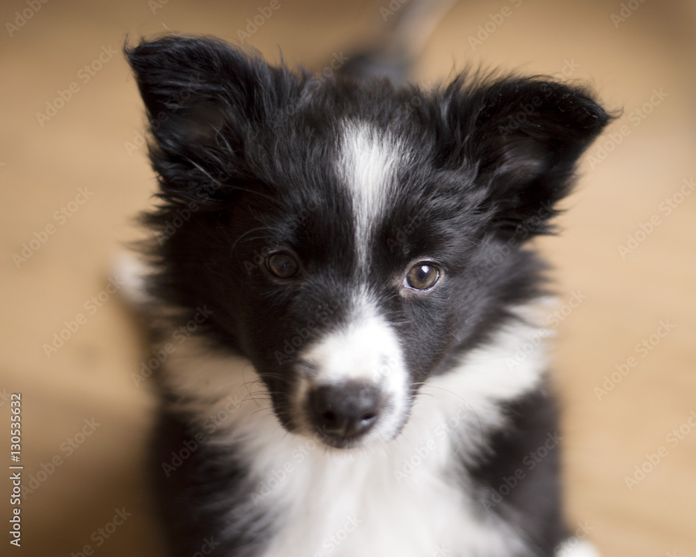 Portrait of a Border collie puppy