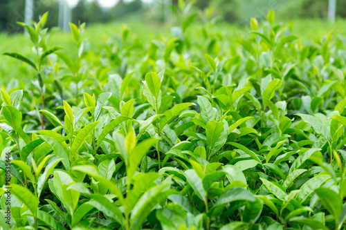 Tea plant in farm © leungchopan