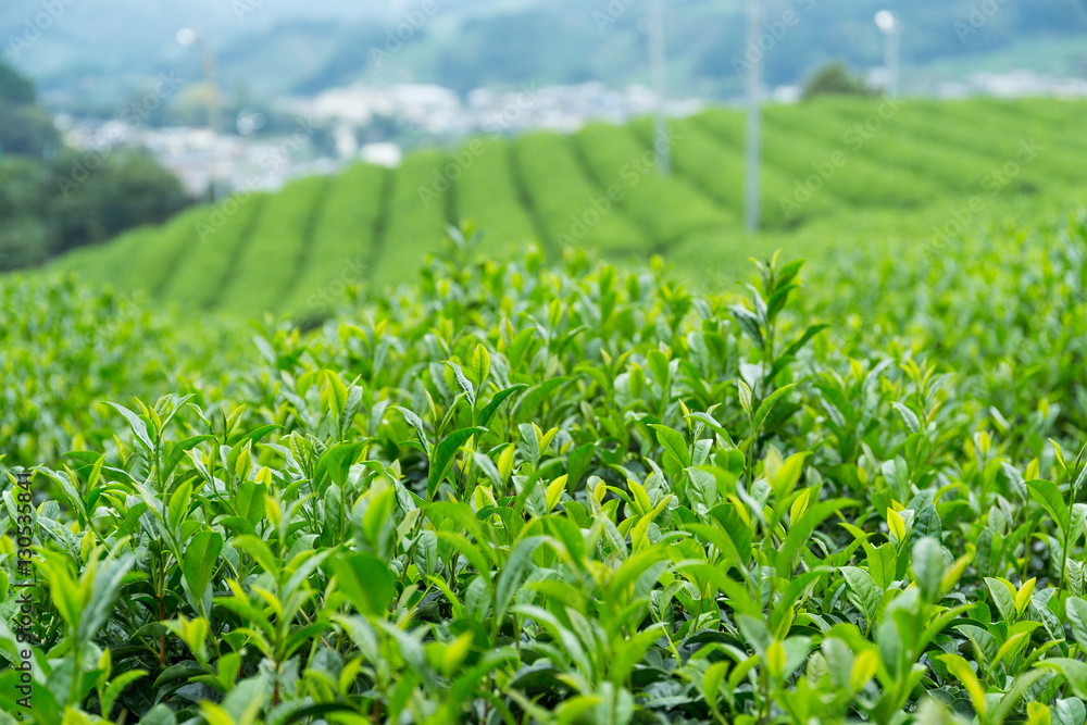 Tea plantation farm Tea plantation farm