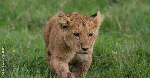 Lion in Africa