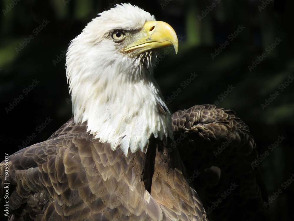 Obraz premium American Bald Eagle portrait