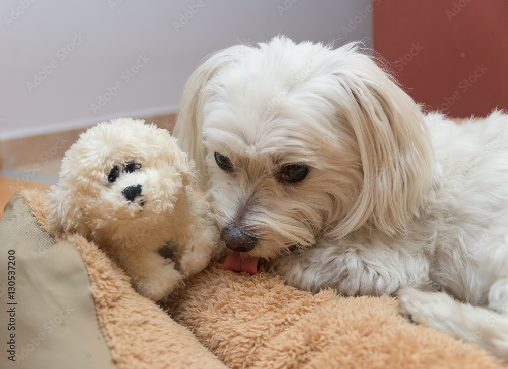 Bichon top havanese toy