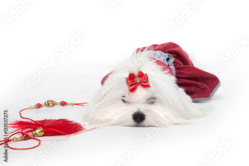 Maltezer in studio photo