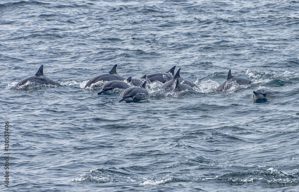 Fototapeta premium whale watching