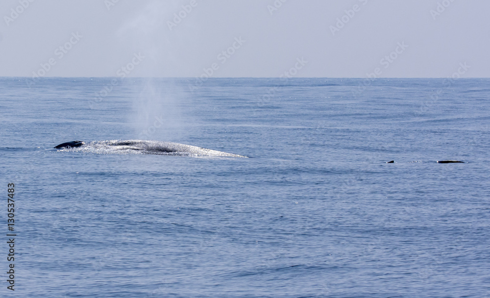 Fototapeta premium whale watching
