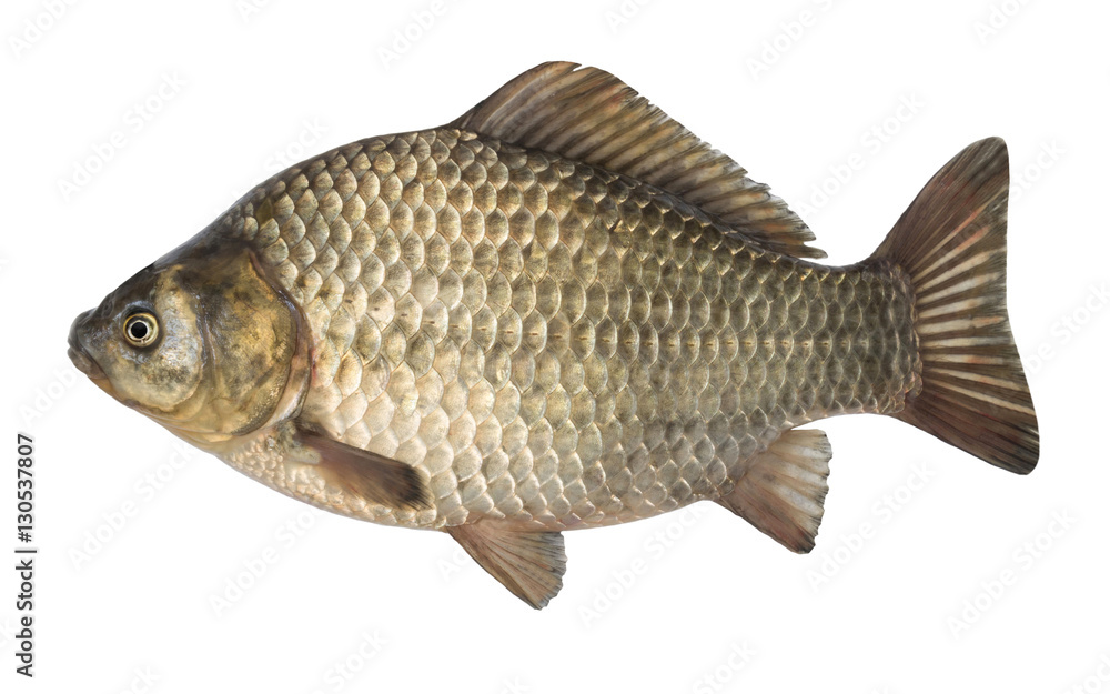 raw fish crucian carp isolated on the white background, isolated raw fish crucian carp isolated on the white background, isolated