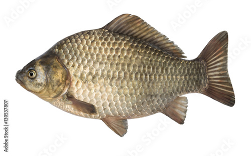 raw fish crucian carp isolated on the white background, isolated