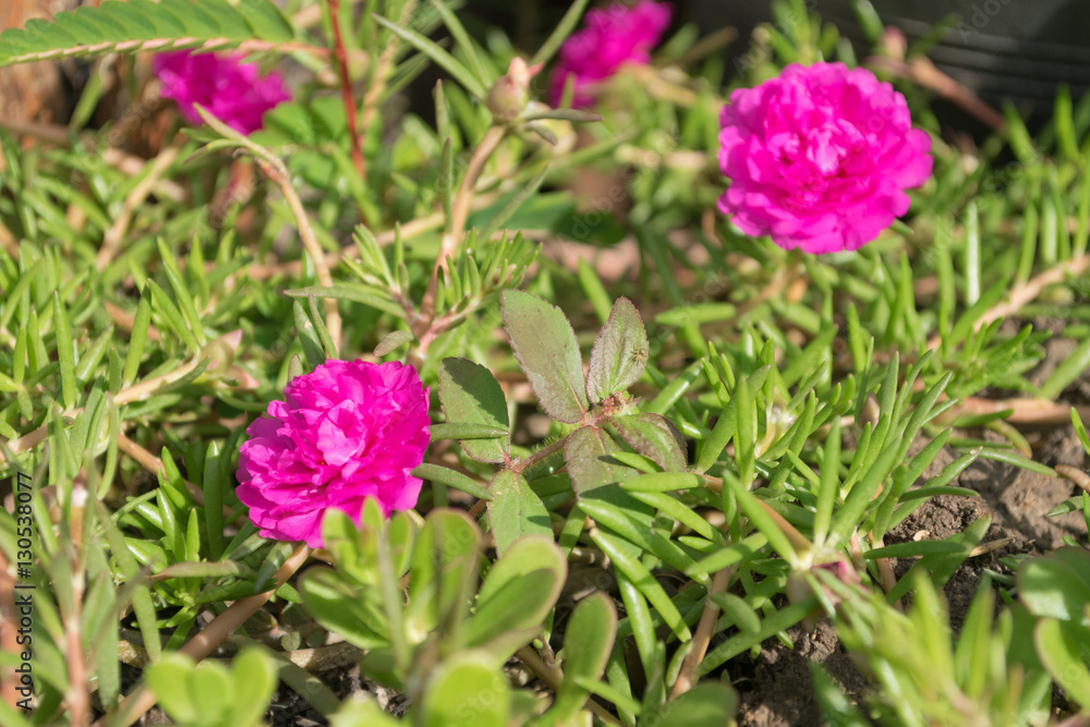 Pink flower on the grass.. Pink flower on the grass..