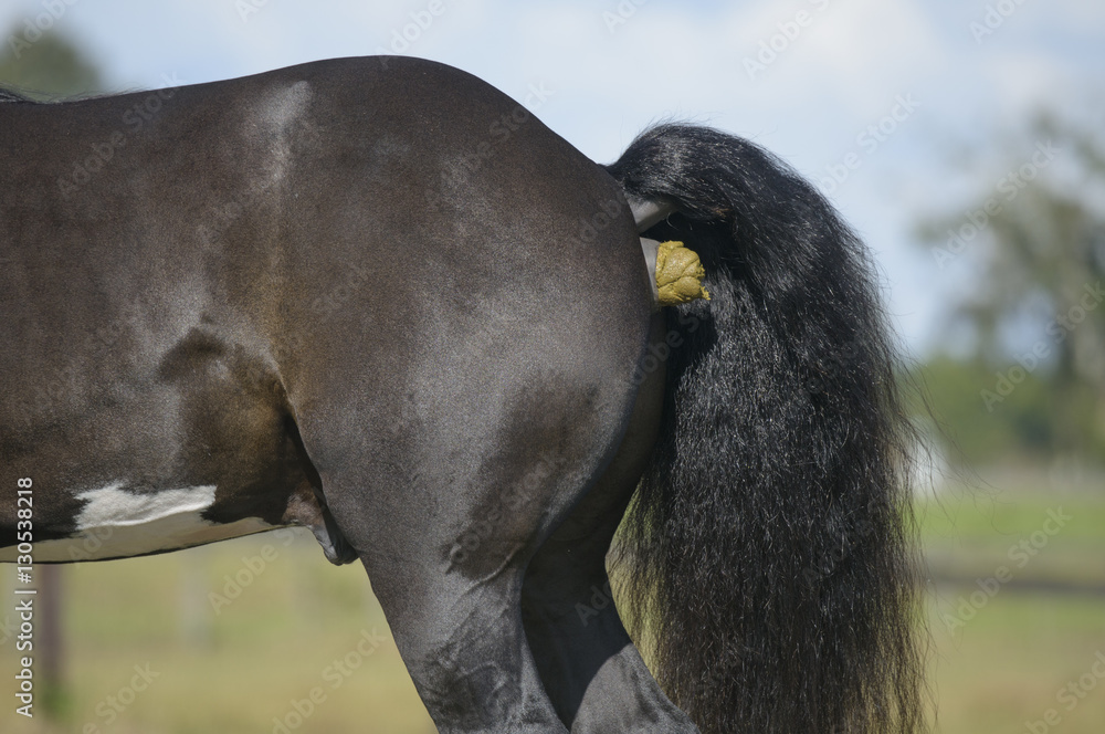 Horse pooping StockFoto Adobe Stock