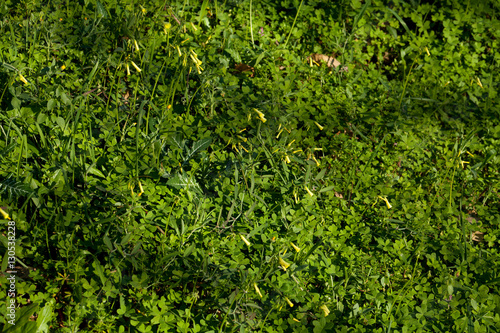 yellow meadow spain oxalis
