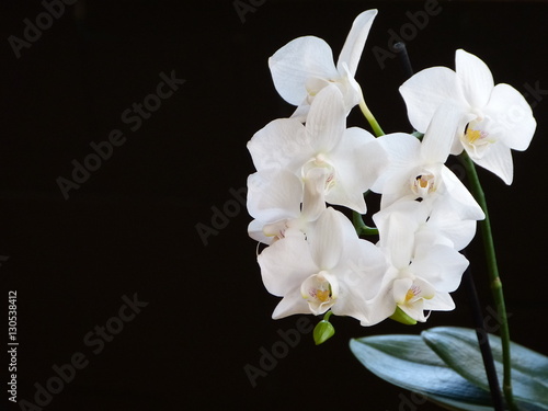 Weisse Orchideenrispe