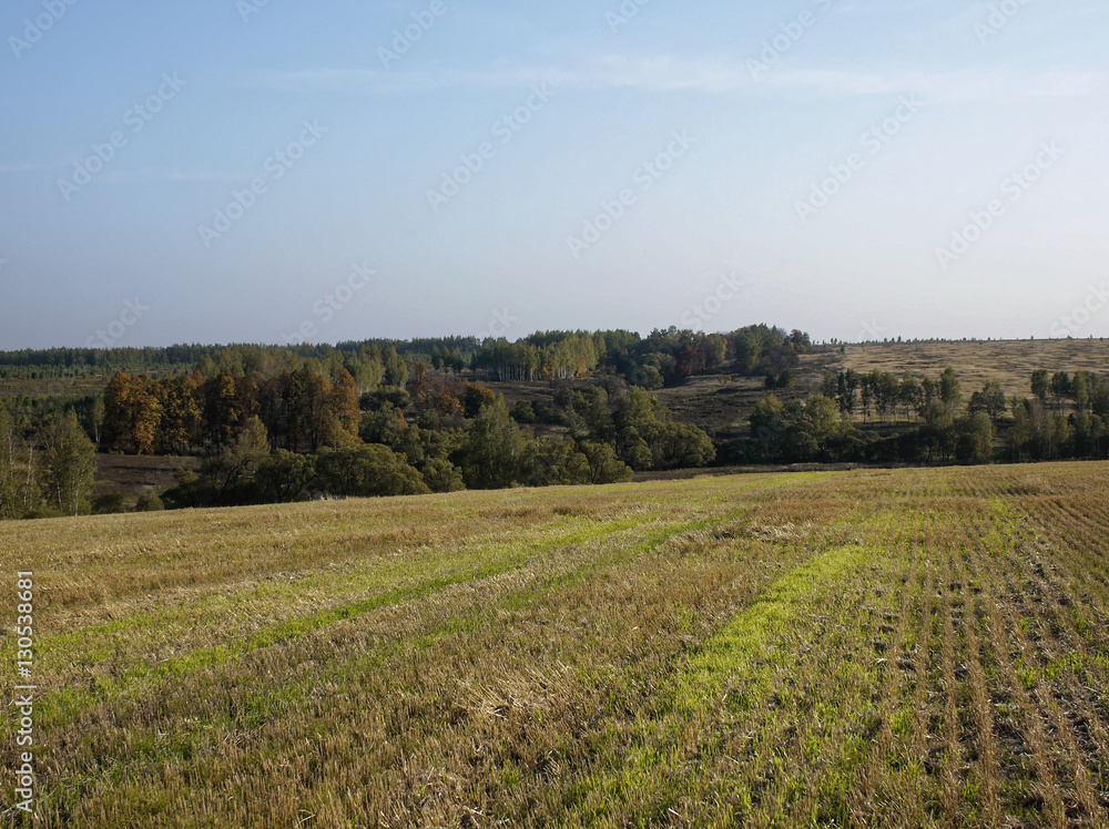Field after harvest