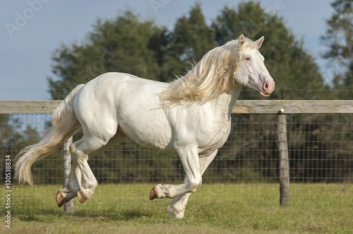 American White Draft Horse © Mark J. Barrett