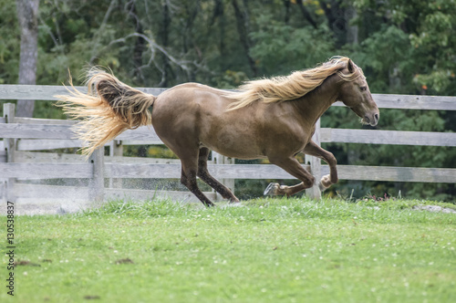 Fotografie Rocky Mountain Horse gelding gallops across grass paddock