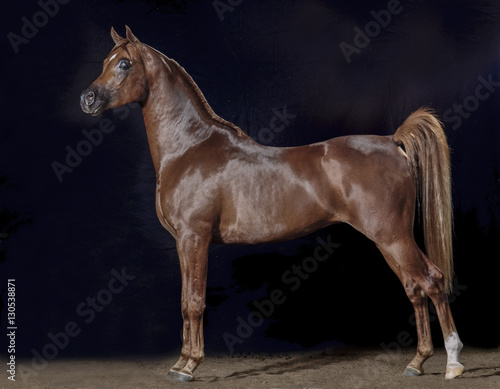 Arabian horse stallion on black background