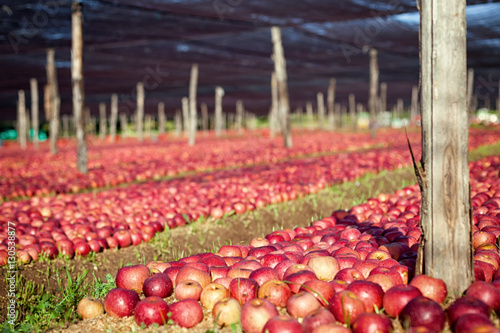 Italian typical apples photo