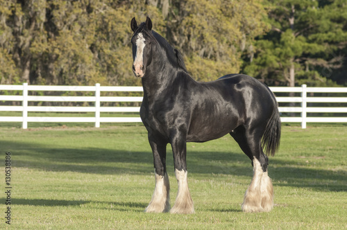 Shire Draft Horse stallion