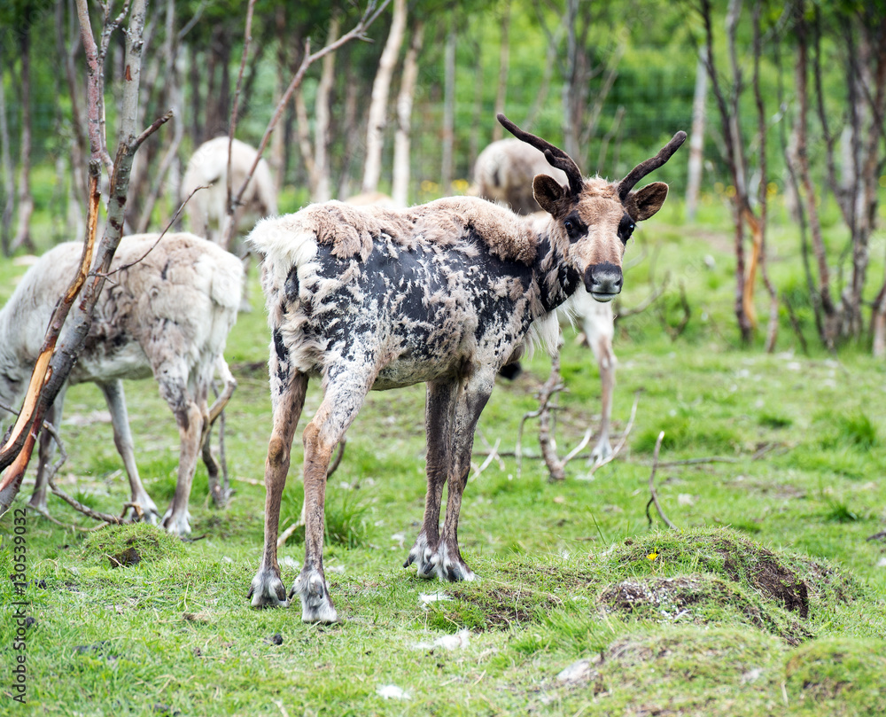 This large reindeer is molting during the summer so his coat is very rough and mottled looking. He has a large rack of antlers in a green summer pasture. Norway.Tromso Lapland This large reindeer is molting during the summer so his coat is very rough and mottled looking. He has a large rack of antlers in a green summer pasture. Norway.Tromso Lapland