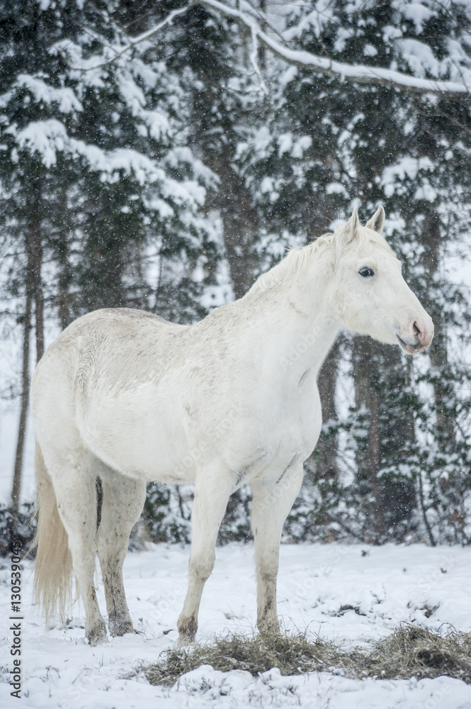 Appaloosa gelding in snowy pasture Appaloosa gelding in snowy pasture