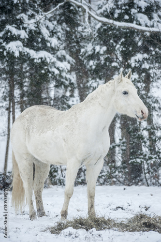 Appaloosa gelding in snowy pasture