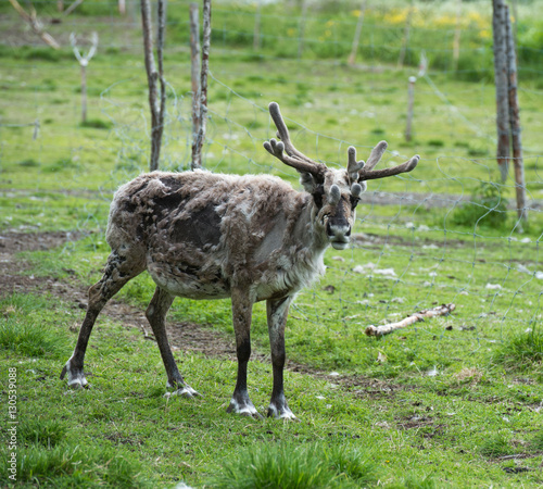This large reindeer is molting during the summer so his coat is very rough and mottled looking. He has a large rack of antlers in a green summer pasture. Norway.Tromso Lapland