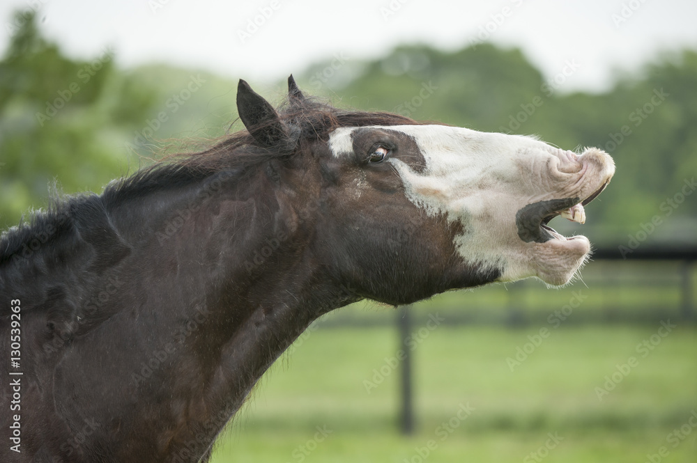 Fototapeta premium Gypsy horse stallion comical expression