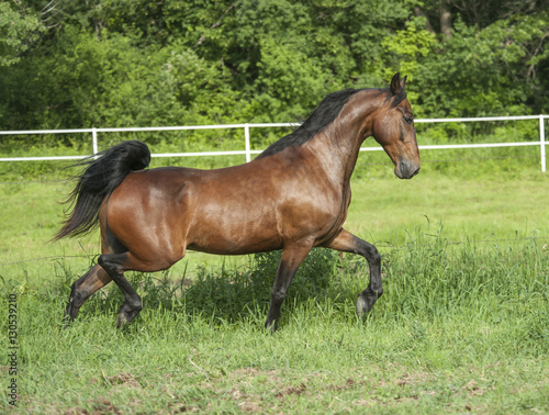 Morgan horse stallion trots