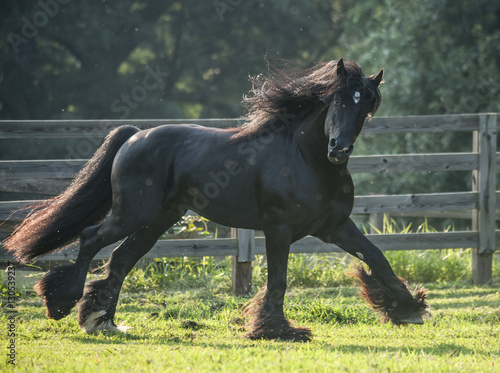 Black Gypsy Vanner stallion running