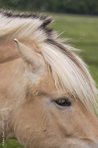 Detail of Norwegian Fjord eye and forelock