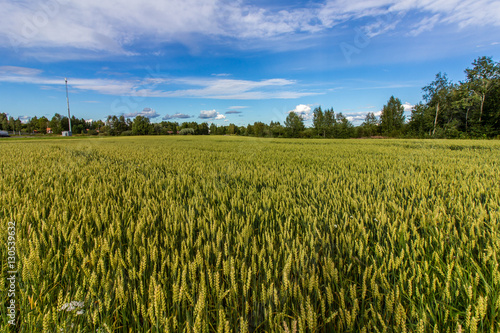 Wheat field in Western Finland