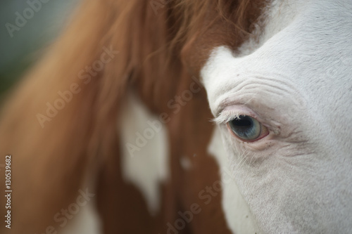 Paint Horse eye close up