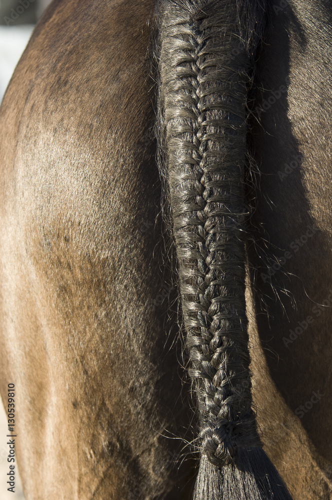 126 Horse Tail Braid Stock Photos - Free & Royalty-Free Stock