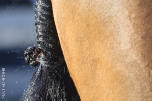 Closeup detail of finly braided show horse tail