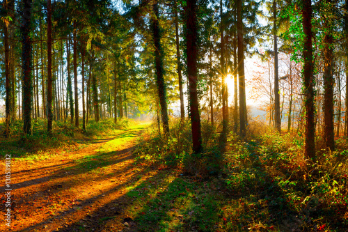 Weg durch den Wald bei strahlendem Sonnenschein