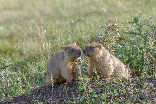 beautiful marmots on the green meadow