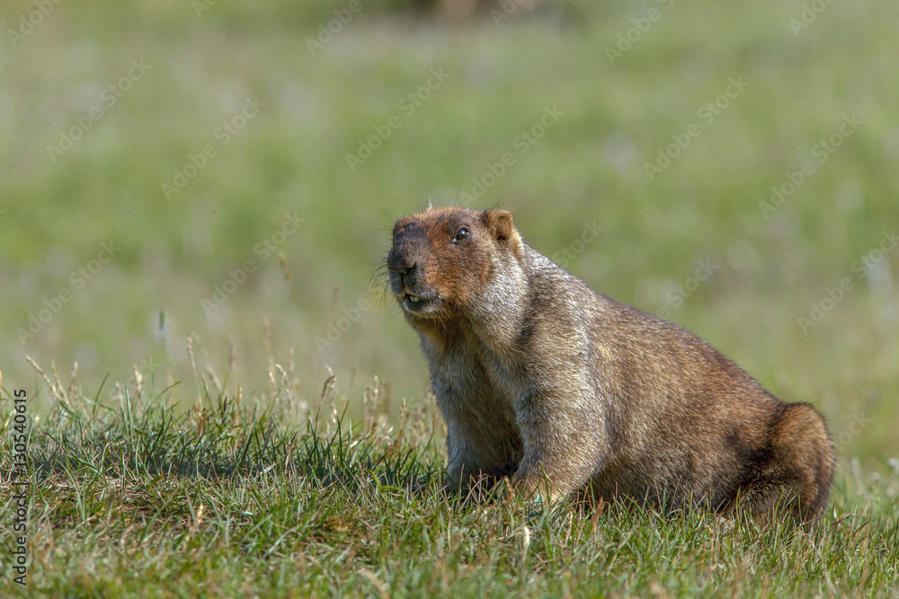 Naklejka premium beautiful marmots on the green meadow