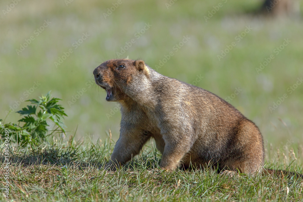 beautiful marmots on the green meadow beautiful marmots on the green meadow