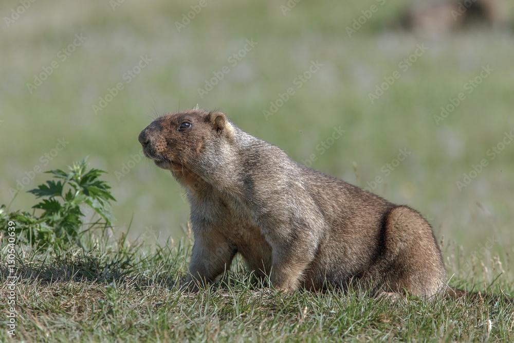 Naklejka premium beautiful marmots on the green meadow