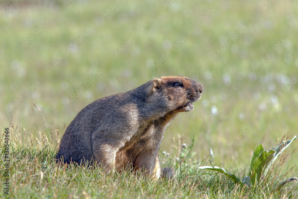 Naklejka premium beautiful marmots on the green meadow