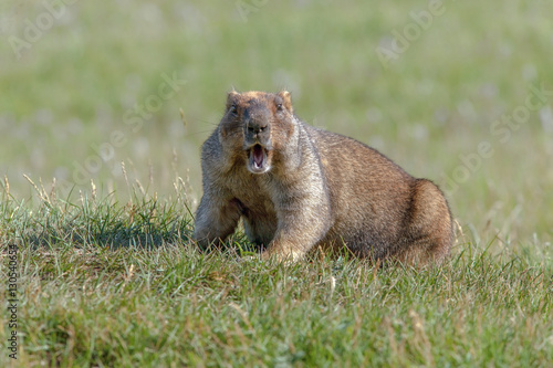 beautiful marmots on the green meadow