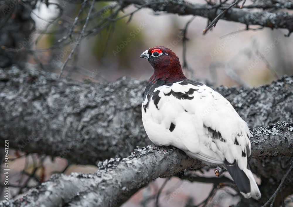 Willow Ptarmigan (Lagopus lagopus) in tundra from Norway.Tromso Willow Ptarmigan (Lagopus lagopus) in tundra from Norway.Tromso
