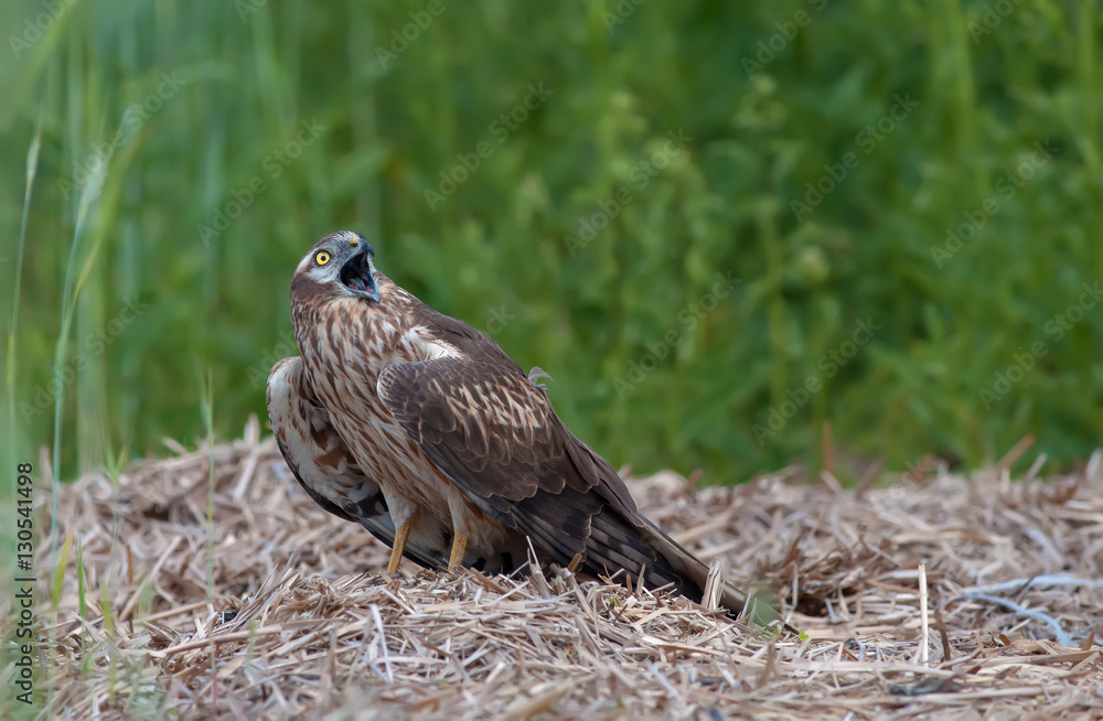 Fototapeta premium Montagu's harrier crying at the male in the sky