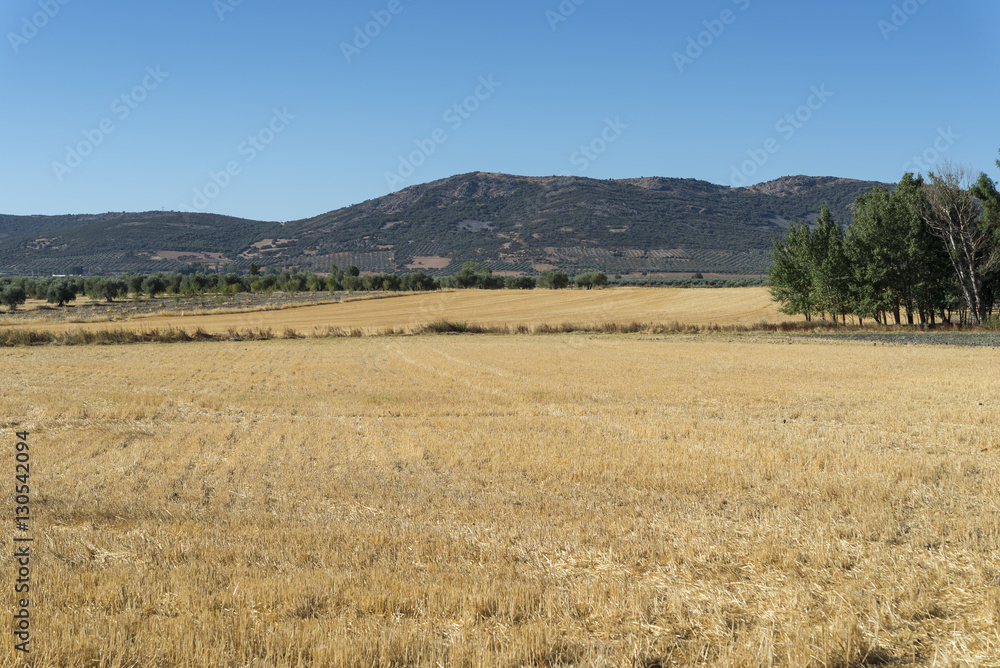 Stubble fields in an agricultural landscape in Ciudad Real Province, Spain.