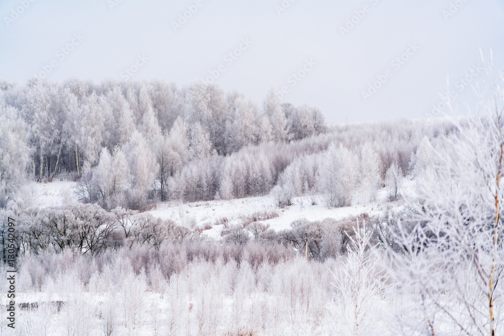 Winter landscape with birch Trees Winter landscape with birch Trees
