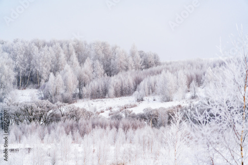 Winter landscape with birch Trees