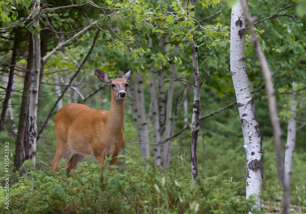 White-tailed deer wandering through the woods in Ottawa, Canada